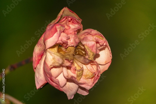 Wallpaper Mural pink rose bud Torontodigital.ca