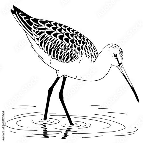 Marbled Godwit