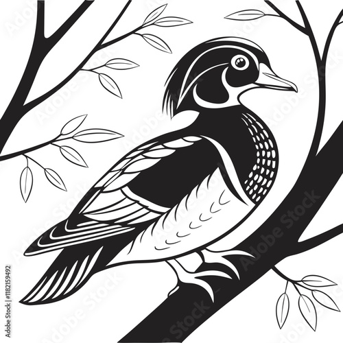 Photography Wood Duck