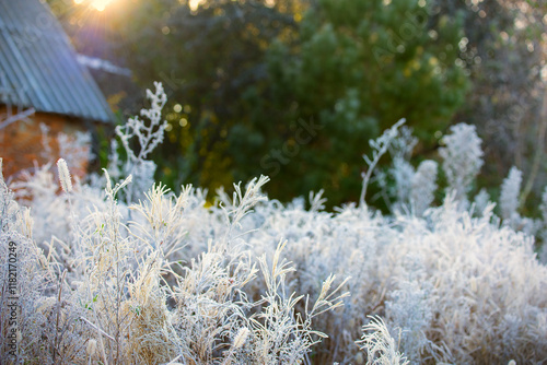frosty fresh morning in the countryside. grass in white frost rays of the sun and a country house in the background.