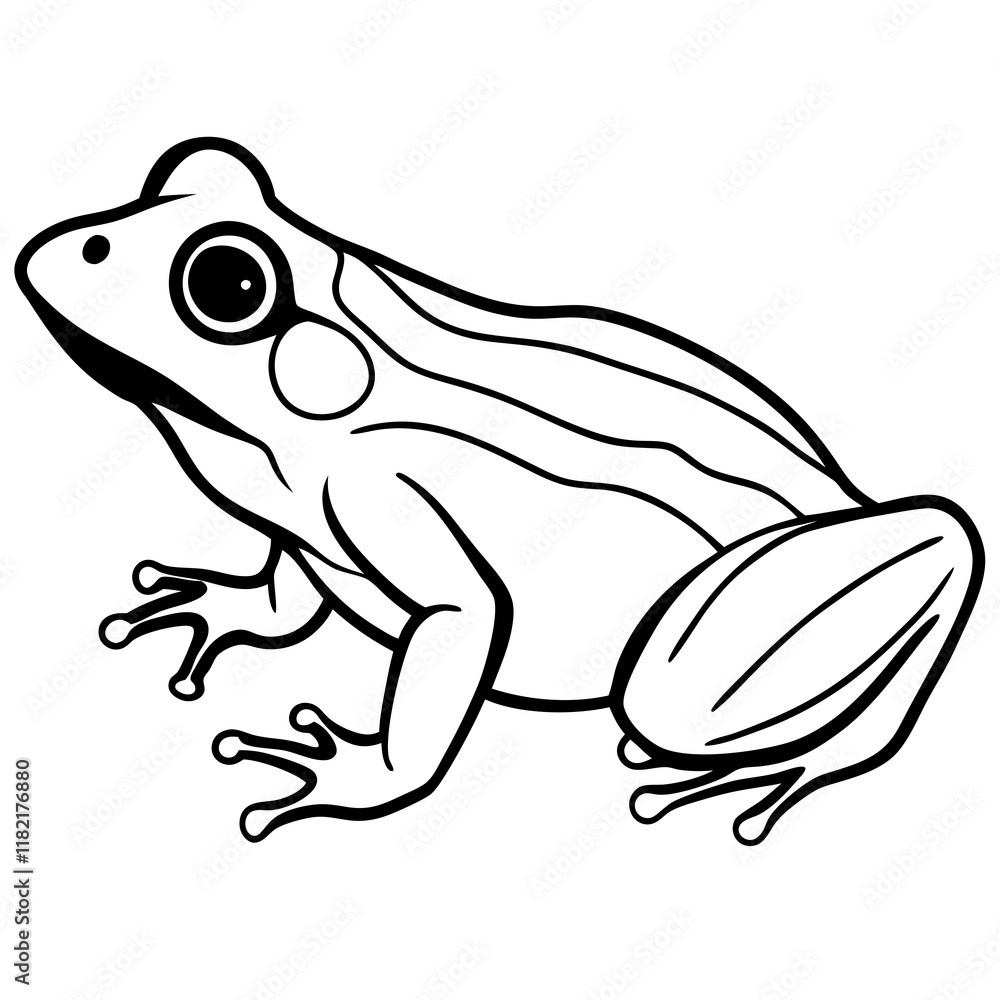frog on white background frog on white background