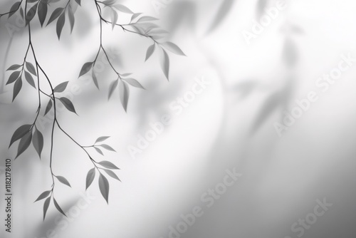 Soft Silhouette of Delicate Leaves on a Subtle Gray Background in Gentle Light photo