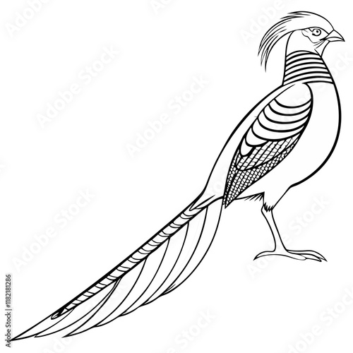 Golden Pheasant 