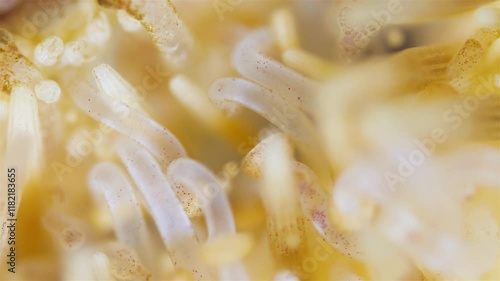 Sea urchin strongylocentrotus pallidus under microscope, phylum Echinodermata. Ambulacral legs and pedicellariae are visible. White Sea photo