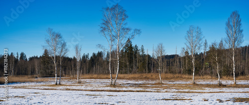 Slika na platnu Panoramic photo of winter landscape whit a group of birch trees in the foreground