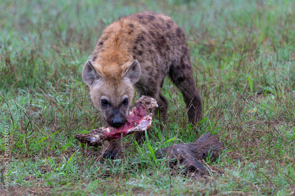 Obraz premium Spotted Hyena cub at the den. The adult hyena did bring a prey to the den and a young cub was comming out in the early morning in a Game Reserve in the Greater Kruger Region in South Africa