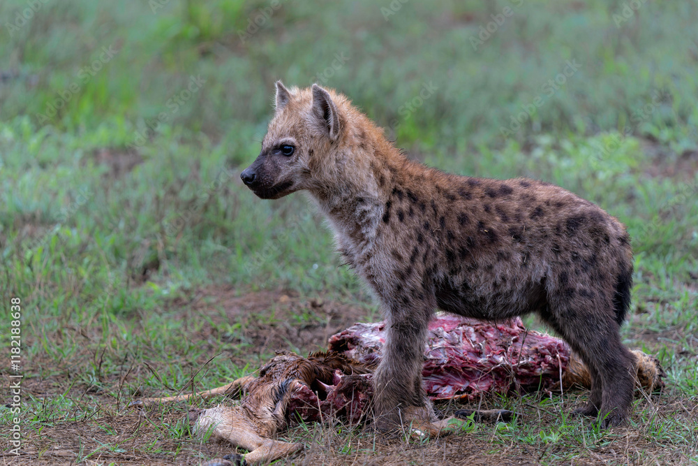 Spotted Hyena cub at the den. The adult hyena did bring a prey to the den and a young cub was comming out in the early morning in a Game Reserve in the Greater Kruger Region in South Africa Spotted Hyena cub at the den. The adult hyena did bring a prey to the den and a young cub was comming out in the early morning in a Game Reserve in the Greater Kruger Region in South Africa