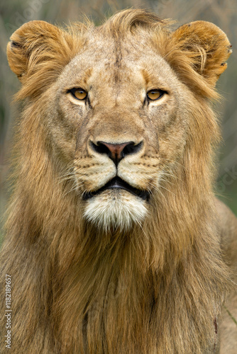 Photography The Lion King