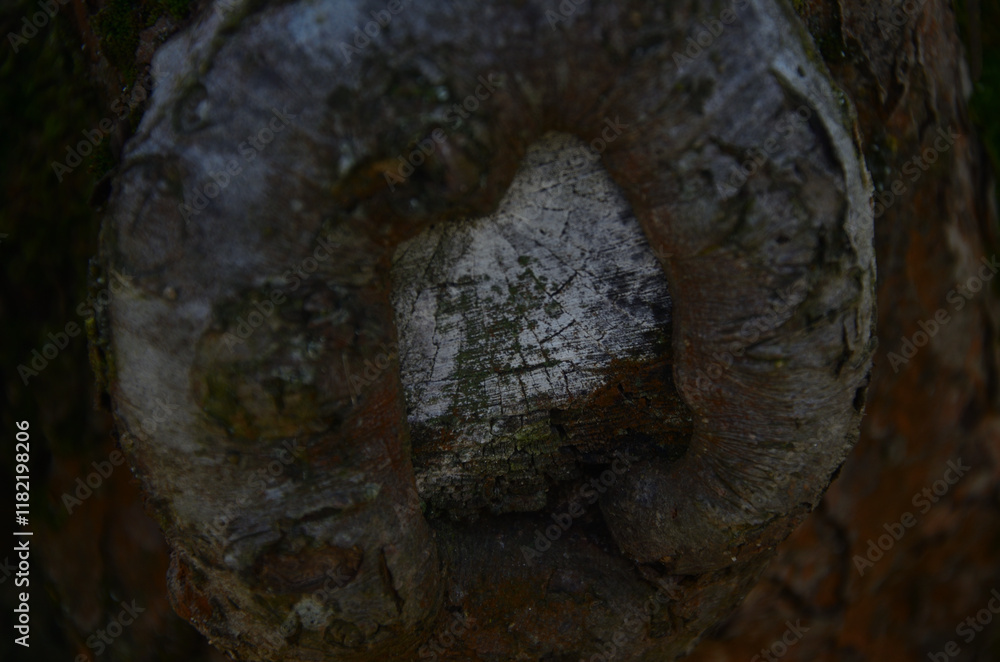 close up of a tree trunk close up of a tree trunk