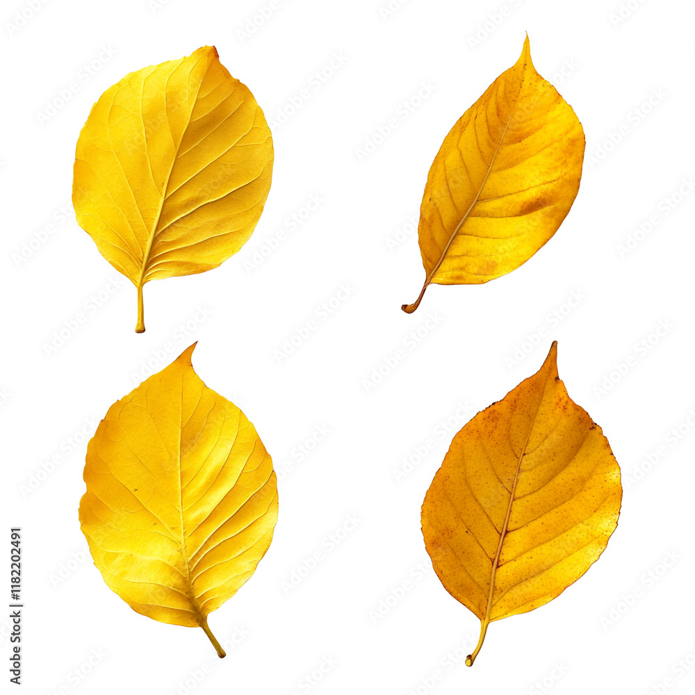 Fototapeta premium Golden Autumn Leaves: A Close-Up View of Four Vibrant Yellow Leaves