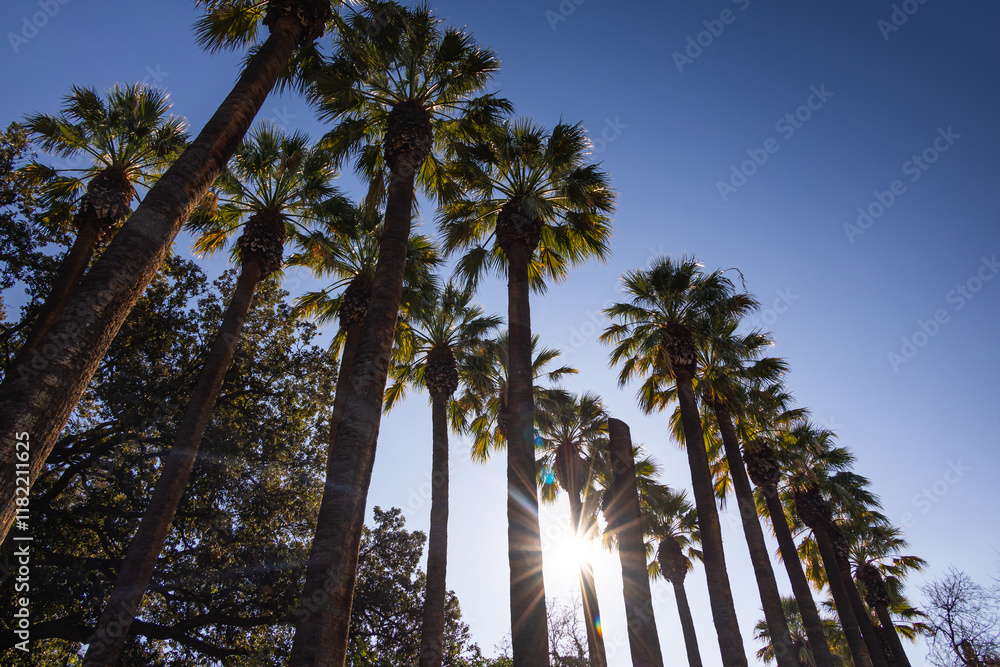 National Garden in Athens. Wide angle photo with the palm trees from Athens, Greece, during a sunny day with blue sky.