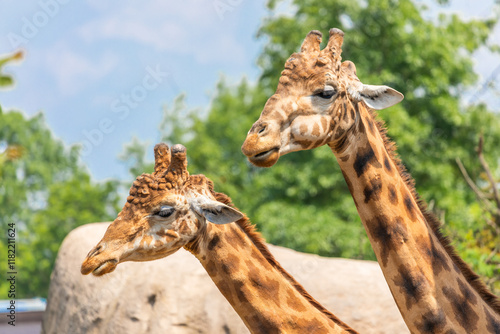 Photography Natural reserve in Kenya