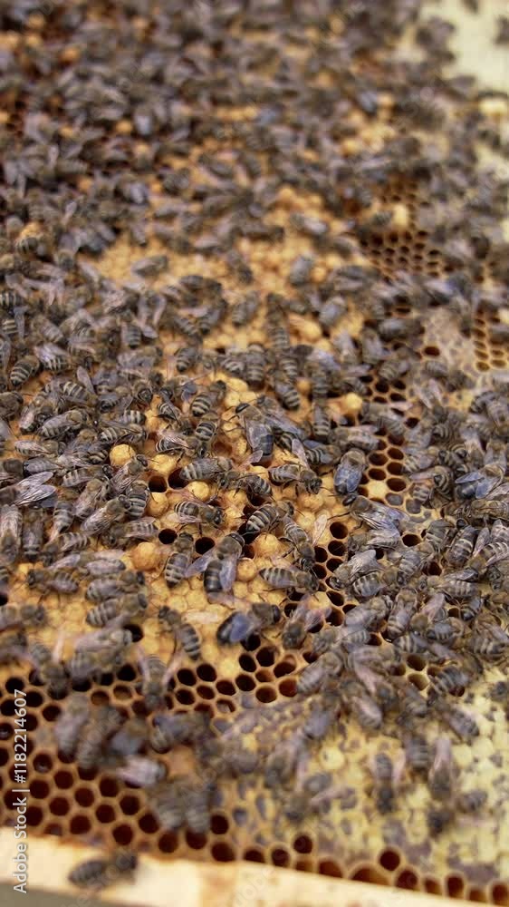 Bees on frame. Family of bees sealing ready honeycombs full of honey. Beekeeper holding frame with bees crawling on it. Close-up. Vertical video Bees on frame. Family of bees sealing ready honeycombs full of honey. Beekeeper holding frame with bees crawling on it. Close-up. Vertical video