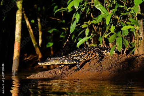 Spectacled caiman emerging from jungle riverbank at dawn photo