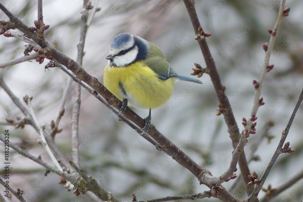 Naklejka premium Blaumeise, Meisen, Blaumeise im Winter, Gartenvögel, heimische Singvögel,