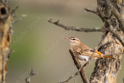 Rufous-tailed scrub robin photo