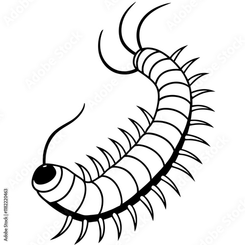 Millipede on white background