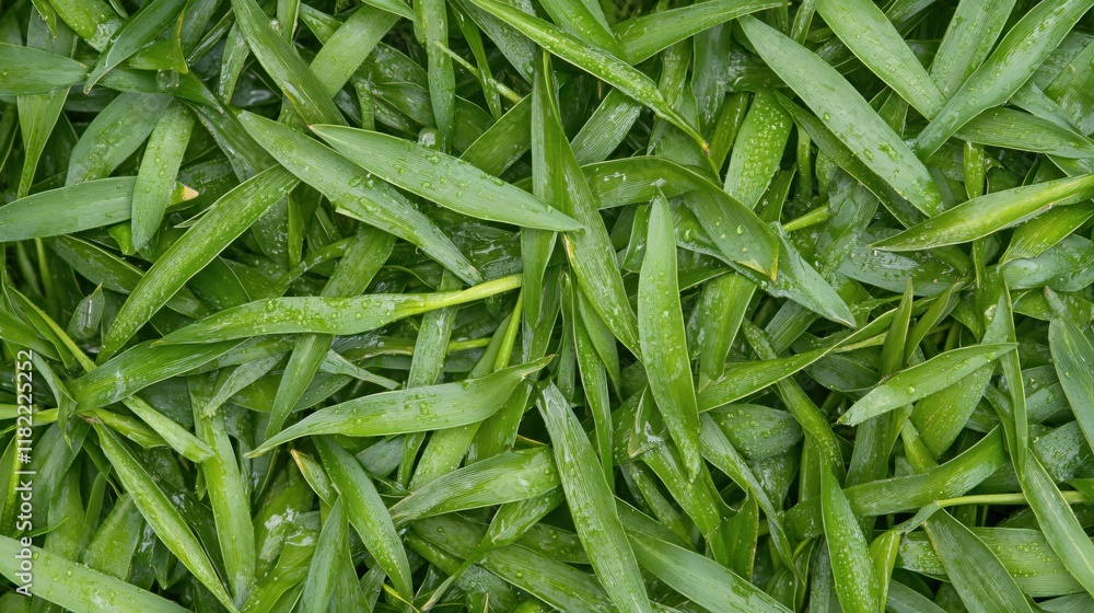Fresh Green Leaves Layered Natural Background with Water Drops and Texture Detail Fresh Green Leaves Layered Natural Background with Water Drops and Texture Detail