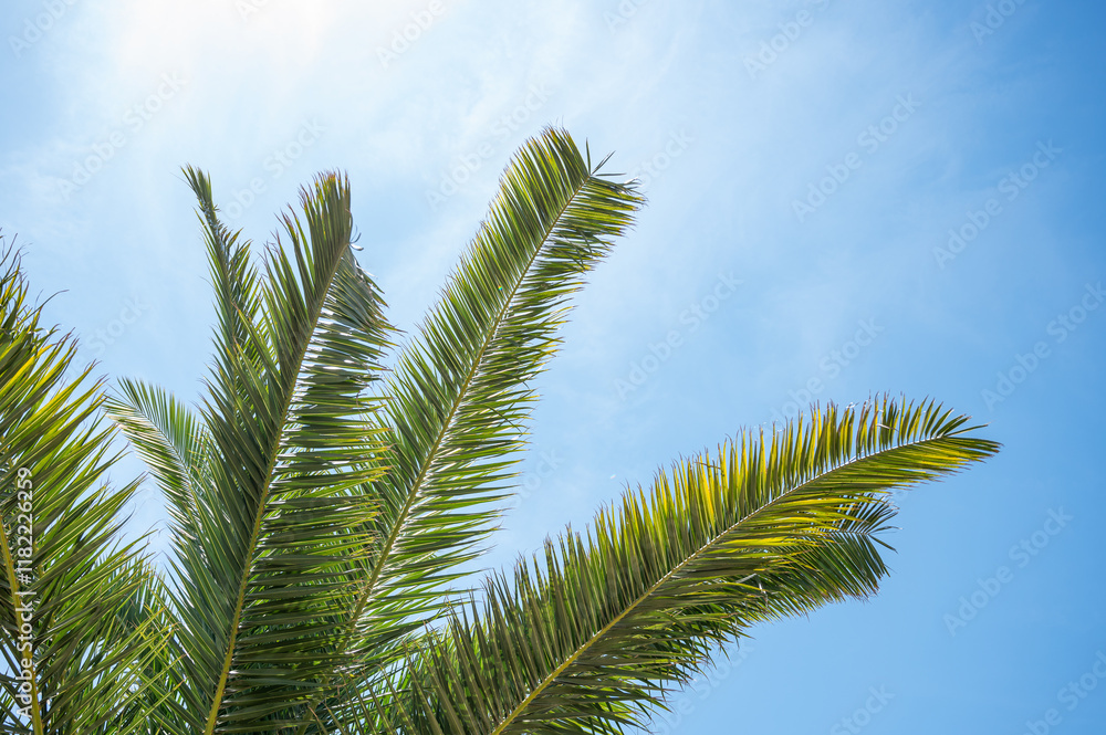 Fototapeta premium Bright green palm leaves stretch upwards on a sunny day against a bright blue sky.