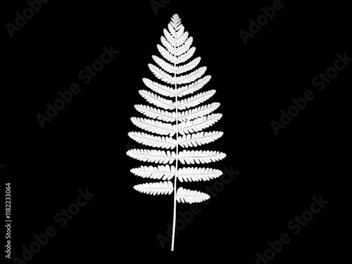 The picture shows an illustration of a type of fern. One stem has a number of black fern leaves that are zigzag in shape. It is used as an illustration in various artworks. It is very beautif photo