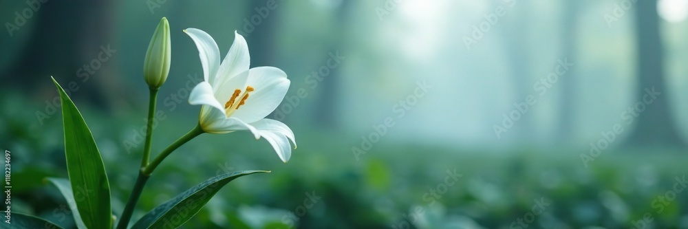 Pure white lily stem with glossy leaves in the fog, pure lilies, frozen foliage, misty bloom Pure white lily stem with glossy leaves in the fog, pure lilies, frozen foliage, misty bloom
