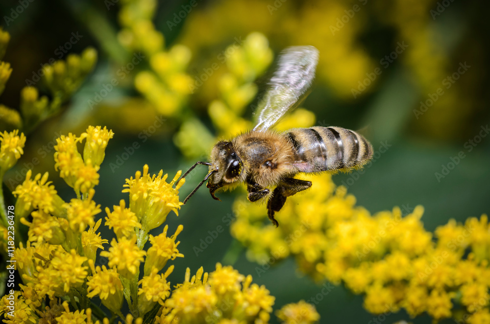 bee on yellow flower
