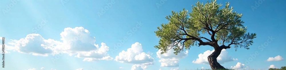 Olive tree's branch stretches towards sky, merging with blue sky and clouds, sky, calm Olive tree's branch stretches towards sky, merging with blue sky and clouds, sky, calm