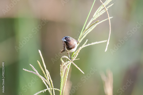 Bild auf Leinwand Bronze manakin perched on tall grass