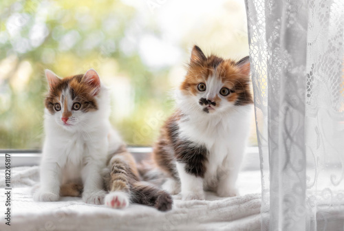two cute little kittens on windowsillsitting and peeking curiously out betwee...