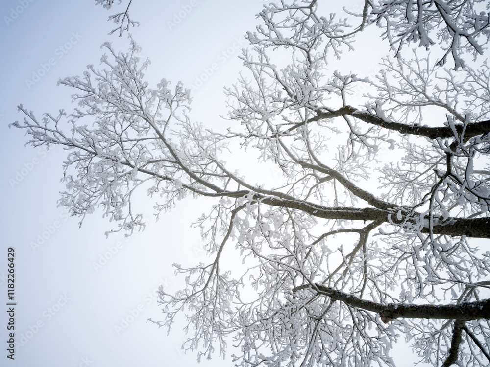 Tree branch with rime ice at Macolin, Bern Canton, Switzerland Tree branch with rime ice at Macolin, Bern Canton, Switzerland