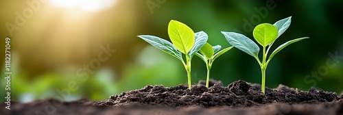 Three small green plants are growing in the dirt