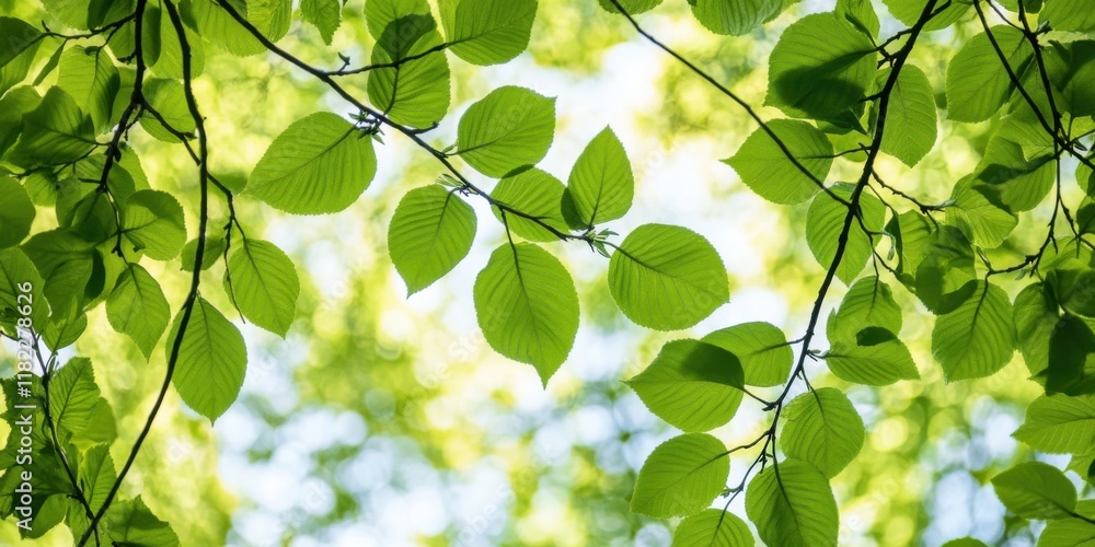 Lush and Vibrant Green Leaves Bathed in Beautiful Natural Light for a Serene Atmosphere Lush and Vibrant Green Leaves Bathed in Beautiful Natural Light for a Serene Atmosphere
