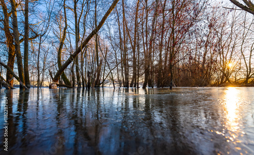 A beaver (Castoridae) built a dam and dammed up a small creek near Tübingen (Germany). Gnawed trees stand in the water of the small pond, the surface of which is frozen in winter. Sunrise atmosphere. photo