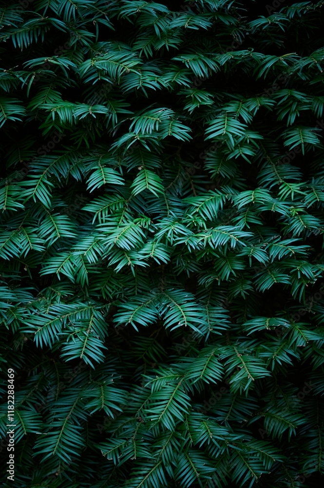 Green branches of a green coniferous tree close-up. Natural green Christmas tree background.