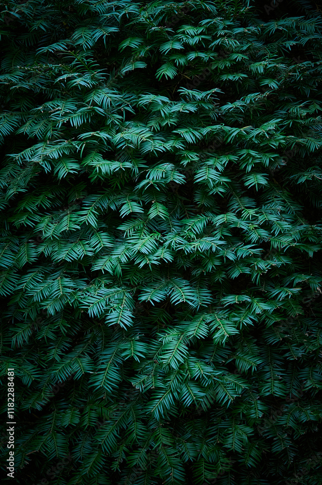 Green branches of a green coniferous tree close-up. Natural green Christmas tree background.