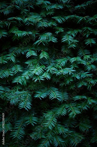 Obraz na płótnie Green branches of a green coniferous tree close-up. Natural green Christmas tree background. w salonie