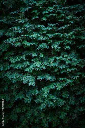 Obraz na płótnie Green branches of a green coniferous tree close-up. Natural green Christmas tree background. w salonie