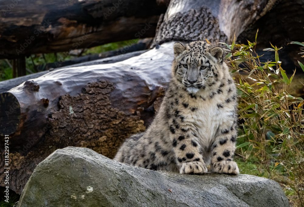Obraz premium Snow Leoard cub captive animals in a zoo