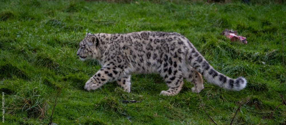 Snow Leoard cub captive animals in a zoo Snow Leoard cub captive animals in a zoo