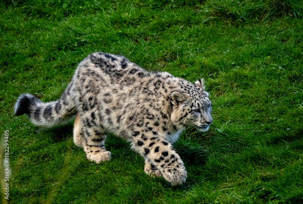 Fototapeta premium Snow Leoard cub captive animals in a zoo