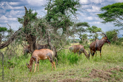 The topi, korrigum, or tiang (Damaliscus korrigum) is a species of artiodactyl mammal belonging to the Bovidae family. photo