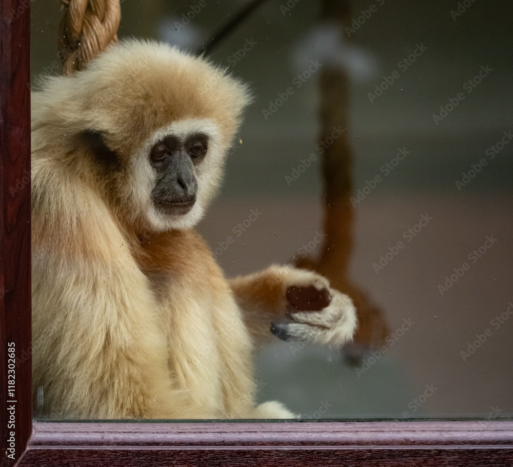 Fototapeta premium captive animals in a zoo
