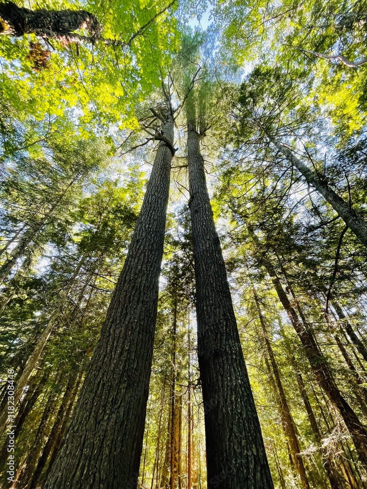 Fototapeta premium Tall trees