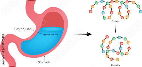 Gastric Juker Stomach Design Vector Illustration