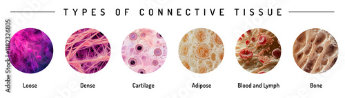 An educational illustration showcasing six types of connective tissue: loose, dense, cartilage, adipose, blood and lymph, and bone. Microscopic views highlighting their structure