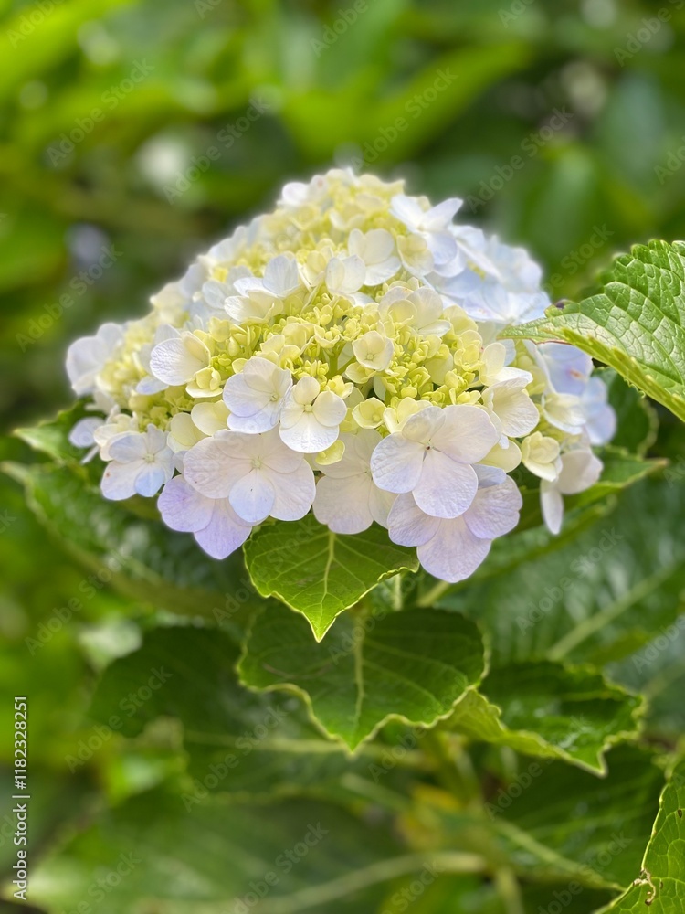 flowers flowers