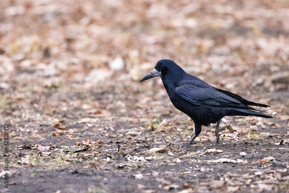 A solitary raven explores the forest floor in search of food during autumn days. Copy space. A solitary raven explores the forest floor in search of food during autumn days. Copy space.