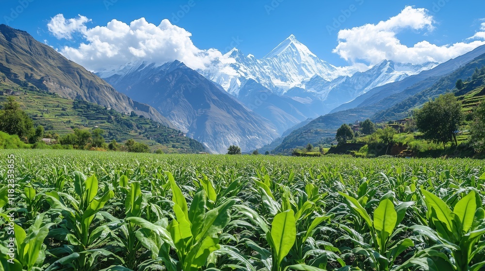 Turmeric plants thrive in a verdant valley, their vivid greenery contrasting beautifully with the distant white-capped mountains under a clear, sunny sky. Turmeric plants thrive in a verdant valley, their vivid greenery contrasting beautifully with the distant white-capped mountains under a clear, sunny sky.