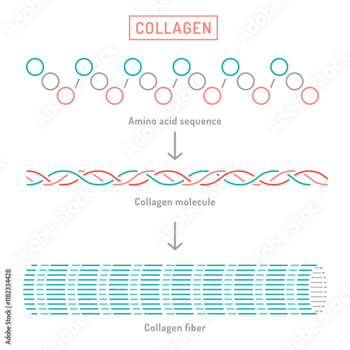 Collagen molecular structure. Connective tissue protein diagram.