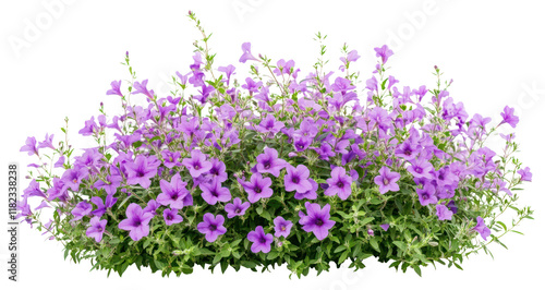 Fototapeta Naklejka Na Ścianę i Meble -  PNG Flower bush in wedding flowers purple plants.